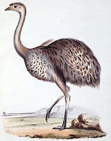 Rhea_Darwinii