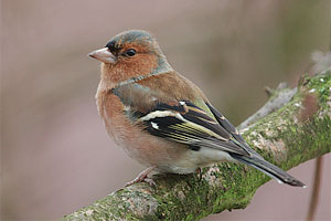 vink