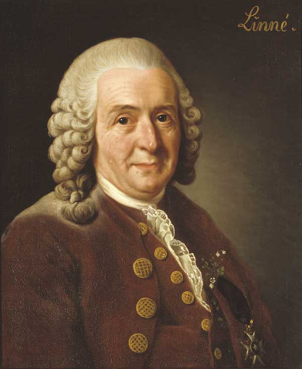 Carl von Linn